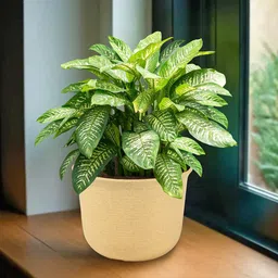 Kuber Industries Beige Planter With Plate image 1