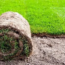 deys agro ™ american grass seeds for garden Premium Fast Growing & Easy Maintenance Seed image 2