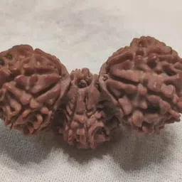 USPTO गौरीपाठ रुद्राक्ष Trinity Real Gauri Path Rudraksha Original Certified त्रिजुटी त्रिभागि रुद्राक्ष Trijuti Nepali Rudraksh Tribhagi Rudraksha Blessed Bramha Vishnu Mahesh Tri-Shakt image 1