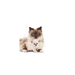 Royal Canin Mother & Baby Cat, 400 G, Dry image 5