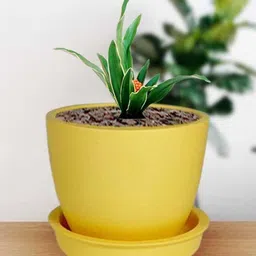 LASAKI Yellow Ceramic Planter With Plate-picture-12
