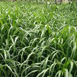 hybrid 1kg bajra Animal grass seeds more milk and soft green grass seeds Seed image 3