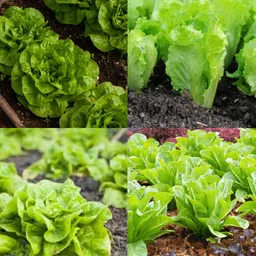 ibains Romaine lettuce seeds hybrid pack of 42 Seed image 2