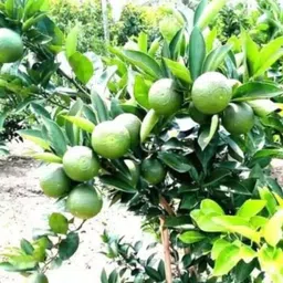 joybucks Lemon Plant image 4