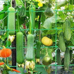 grinny Plant Climbing Net & 15.5Ft x 6Ft Creeper Support Gardening Netting Green Colour Garden Tool Kit-picture-26