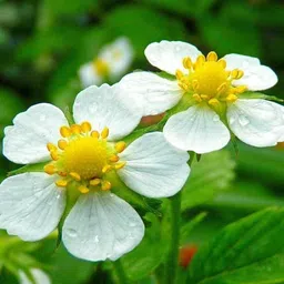 krishnanursery Strawberry Plant image 2