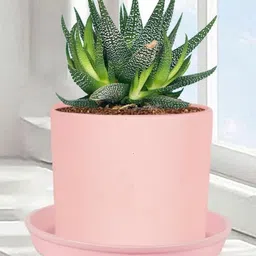 LASAKI Sara Pink Ceramic Handmade Planter With Plate-picture-30
