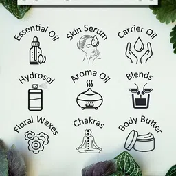 Deve Herbes Pure Pine Steam Distilled Essential Oil with Glass Dropper - 10ml image 4