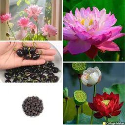 seedkart mix KAMAL seeds lotus seeds Seed image 1