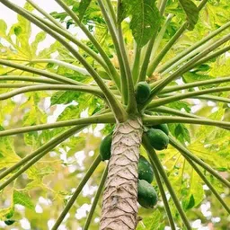 mamoni traders Hybrid Papaya,papaya,pepe Seed image 1