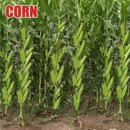 hybrid 250g corn/makka/maize seeds highest yield variety long bhutta Seed-picture-20