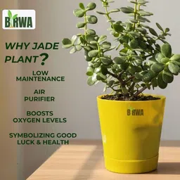 birwa Jade Plant image 3