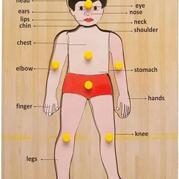 cyrus Human Body Parts Puzzle Games and Learning Educational Wood Board for Kids-picture-19