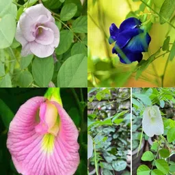 Aprajita Phool Plant Seeds no of seeds 14 Seed-image-2