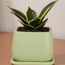 LASAKI Nebi Lime-Green Ceramic Handmade Planter With Plate-picture-17