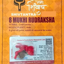 shivtantra Premium 8 Mukhi Nepali Rudraksha Eight Faced Rudraksh Wood-picture-16