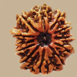 ceylonmine01 Original 12 Mukhi Nepali Rudraksha Twelve Face Rudraksh Wood Pendant Wood-picture-10