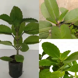 Bryophyllum Pinnatum/Patharchatta Plant-image-46