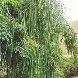 grassland Moringa PKM1 Hybrid (Drumstick Seed) Seed image 3