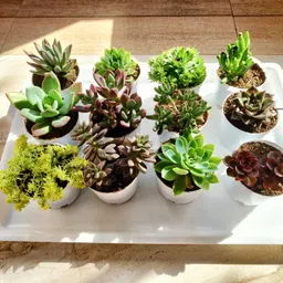 tofoh Succulents Plant image 2