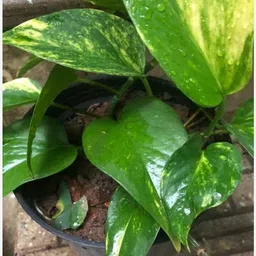 cloud farm Money Plant image 2