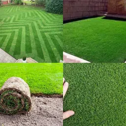 Mexican grass seeds pack of 16000 Seed-image-10