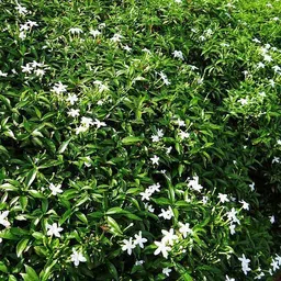 aquinnah Jasmine Plant image 2
