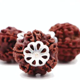 parashara ARKAM Vidya Pradayak Kavacha (4 Mukhi, 5 Mukhi, 6 Mukhi Rudraksha) Bestows knowledge, intellect and learning with Silver Capping Wood Pendant image 5