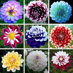 seedkart daliya flower seeds Seed image 1