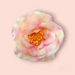 Hair Flare Women Pink & Green Embellished Alligator Hair Clip-picture-25