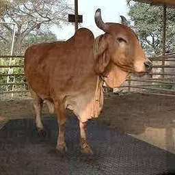 noroix HEAVY BLACK COLOUR| COW MAT Cow, Dog, Hamster, Guinea Pig, Miniature Pig Pet Mat image 2