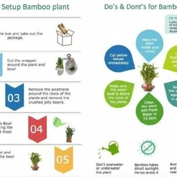 Seedargo Best Quality Hybride black Tomato Seed Seed image 3