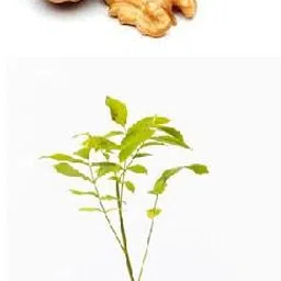 healthy vibe with green Walnut Plant-picture-15