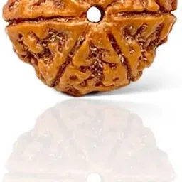 shivtantra Mukhi Rudraksha Without Pendant Wood Locket image 2