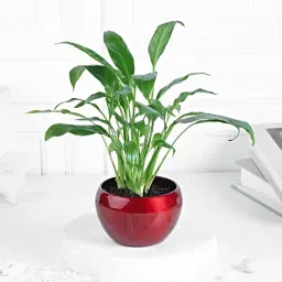 Peace Lily in Red Metal Pot-picture-19