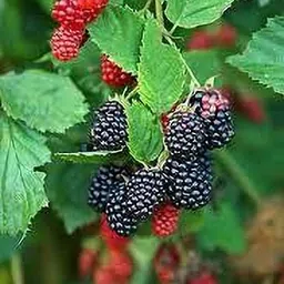 cloud farm Berry Plant-picture-21