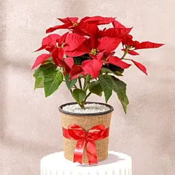 Classic Poinsettia Plant Gift-picture-17