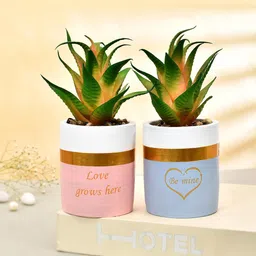 TAYHAA Green & Pink 2 Pieces Succulent Plant With Ceramic Pot-picture-38