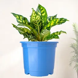 Kuber Industries 3-Pcs Blue Durable Planters image 2