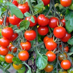 f1Hybrid Cherry Tomato seeds for planting Seed-image-7
