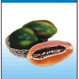 premier plants Red Lady Taiwan Seeds 786 Papaya Seed(300 Seeds) Seed image 1