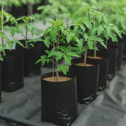 tarass PURNNER,GROW BAGS 8X8INCH 20BAG Garden Scissor Pruner,8X8INCH GROW BAG 20PCS Bypass Pruner image 3