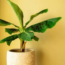 cloud farm Banana Plant image 3