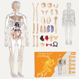 sajeeva 3D Human Body Model for Kids , Fully Transparent Body With 29 Pcs Anatomy Figure image 4