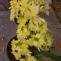 kumubon Chrysanthemums/ Guldavari Plant-picture-18