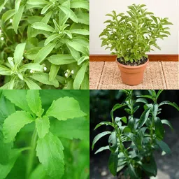 sbains Meethi tulsi live plant seeds no of seeds 24 Seed image 2
