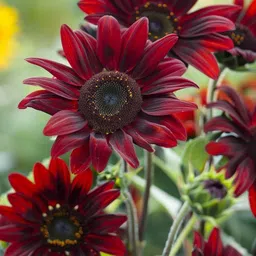 Sunflower Seed-image-92
