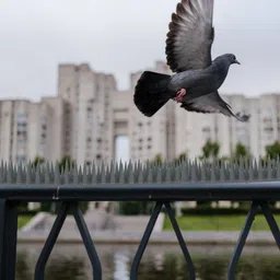 plastkart Bird Spike-picture-48