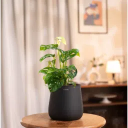 kyari Broken Heart With Aura Pot- Jet-Black image 1