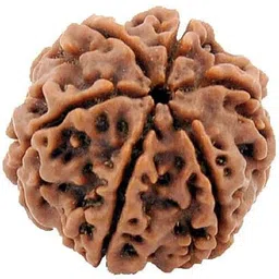 beautum Original 6 Mukhi Rudraksha Six Face Rudraksha Metal Cap Bead Wood Pendant image 2